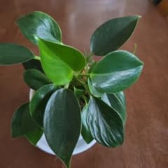 観葉植物 フィロデンドロン バーキンのサムネイル