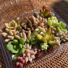 多肉植物 気まぐれミニサイズ set  Bのサムネイル