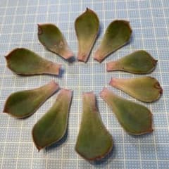 亀*ん様 多肉植物　夕波　エケベリアの葉 10枚セット　ミックスベリアのサムネイル