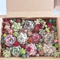 ゆうゆうメルカリ便 多肉植物 カット苗とセダム寄せ植えセット - メルカリ
