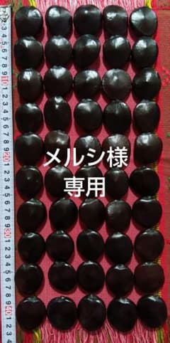 【メルシ様専用】 　　　　　　　　　　　　 石垣島産モダマ50個セットのサムネイル