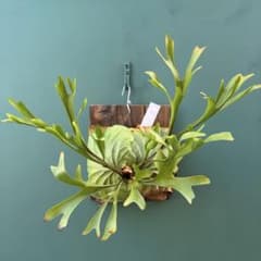 ビカクシダ・リドレイ シンフォーム 細葉 板付け⑦ - メルカリ