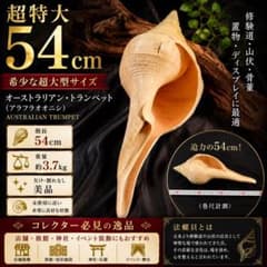 超特大54cm アラフラオオニシ法螺貝 約3.7kg 美品貝殻 美品✨超特大54cm アラフラオオニシ法螺貝 約3.7kg 美品貝殻 - メルカリ