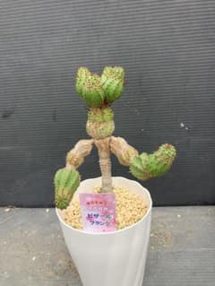 ユーフォルビアピザールプランツのサムネイル
