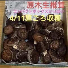 新鮮な生椎茸 コンパクトボックス入るだけのサムネイル
