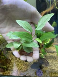 アヌビアス　ジェイド　溶岩石付き　1株のサムネイル