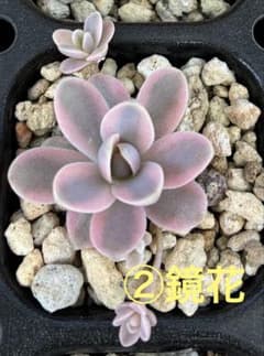 ② 子持ち蓮華錦 鏡花 抜き苗 オロスタキス 多肉植物 レア - メルカリ