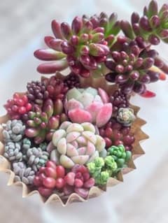 多肉植物　カット苗　多肉弁当　寄せ植え　詰め合わせ bのサムネイル