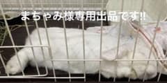 まちゃみ様専用、リピーター様割引きしています！小動物のおやつのサムネイル