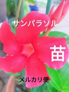 サンパラソル（マンデビラ）苗のサムネイル