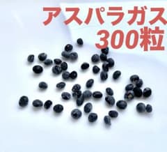 アスパラガス　種　300粒　青森県産　無農薬　　　春蒔きのサムネイル