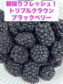 朝採り トリプルクラウン ブラックベリー250g 大粒 無農薬化学肥料未