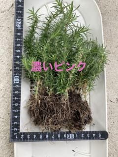 芝桜のサムネイル