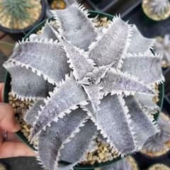 ディッキア マルニエルラポストレイ オオスミ 連棘 dyckia ohsumi ディッキア マルニエルラポストレイ オオスミ 連棘 dyckia ohsumi