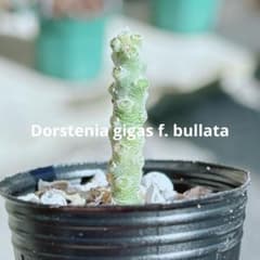 早い者勝ち☆大特価】 ドルステニア ギガス ブラータ 短葉 シルバー