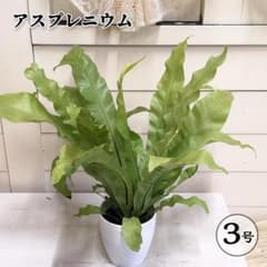 アスプレニウム タニワタリ 3号 観葉植物 鉢植えのサムネイル