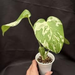 モンステラ　デリシオーサ　バルバソーのサムネイル
