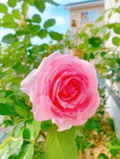 ピエールドゥロンサール挿し木苗2本⑩のサムネイル