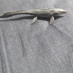 アニア　モササウルスのサムネイル
