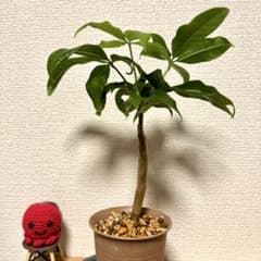 【パキラ実生苗34】「発財樹」縁起良し！金運アップの観葉植物のサムネイル