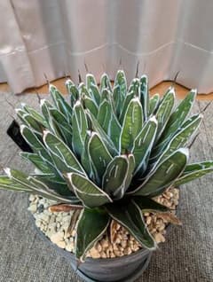 アガベ 笹の雪 鉢植えのサムネイル