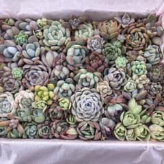 ①多肉植物＊寄せ植え詰め合わせ（大16×22cm箱）【カット苗