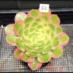 11 #観葉植物アエオニウム錦❤️ヨンジャ錦❤️傾城錦❤️1大頭8cm拔き苗 52#観葉植物 アエオニウム錦❤️ 海仙❤️1大頭 14cm拨き苗 - メルカリ