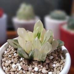 多肉植物 ハオルチア 「水晶オブツーサ錦」 透明窓 糊斑 【陶器鉢ごと