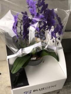 ブルージーン　胡蝶蘭　蘭　ラン　BLUE GENE 苗　熱帯植物　オーキッド ブルージーン 胡蝶蘭 蘭 ラン BLUE GENE 苗 熱帯植物 オーキッド