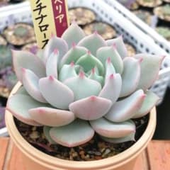 メルカリ便】 プラチナローズ ミックスベリア 多肉植物 おらいさん苗