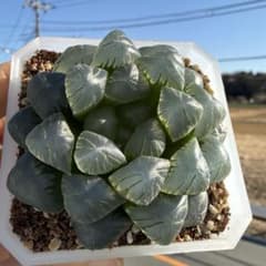 多肉植物 ハオルチア 氷灯 大 鉢のまま - メルカリ