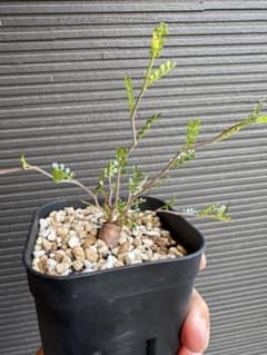 tobox様　専用のサムネイル