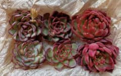 多肉植物 カット苗 詰め合わせのサムネイル