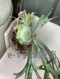 e-1 白ビフ　ビカクシダ 観葉植物のサムネイル