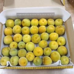 新鮮な梅 約40個 約1kgのサムネイル
