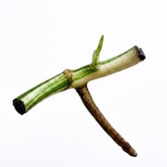 モンステラ ホワイトタイガー 斑入り 茎伏せ用苗のサムネイル