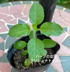 ホーリーバジル苗　クリシュナトゥルシーのサムネイル