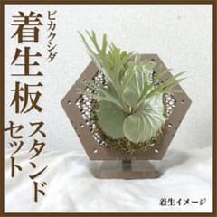 着生板 六角形 スタンドセット キャメル　観葉植物 ビカクシダのサムネイル