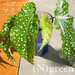 ミッチー326様 リクエスト 2点 まとめ商品 - メルカリ