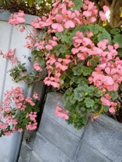 ゼラニウム オレンジの花苗 庭植え小苗4株のサムネイル