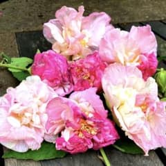 わんわん様専用　酔芙蓉　大苗　開花中  太い主幹　酔芙蓉　八重咲き　くす玉咲きのサムネイル