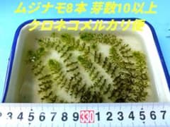 ムジナモ 8本 総頂芽数=芽数10以上 水生食虫植物 らくらくメルカリ便のサムネイル