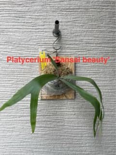 ［ビカクシダ］Platycerium sansai beauty ビカクシダ ］Platycerium sansai beauty