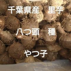 八つ頭 種 やつ子 5kg 千葉県産 農薬未使用 生産農家直送のサムネイル