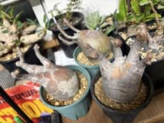 未発根　グラキリス　現地球　3個セットのサムネイル