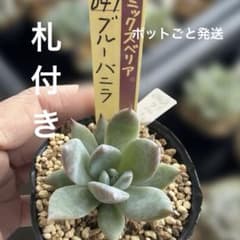 ブルーバニラ　札付き　ミックスベリア　大きめ株　多肉植物 多肉植物 ミックスベリア ブルーバニラ札付きポットごと発送
