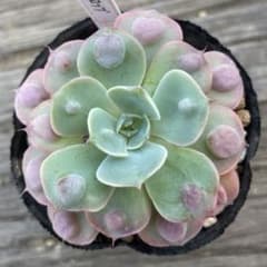 70 レインドロップ 多肉植物のサムネイル