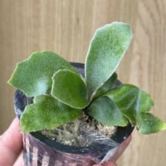 i*o様 【ビカクシダ】P. Willinckii ‘Spur’のサムネイル
