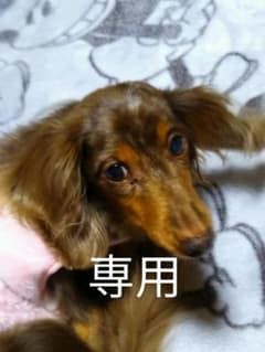ピンクハウスブラウス専用です。のサムネイル