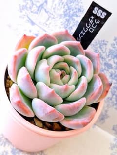 ラコロ×チワワエンシス札付きポットごとメルカリ便SSSさん苗 - メルカリ